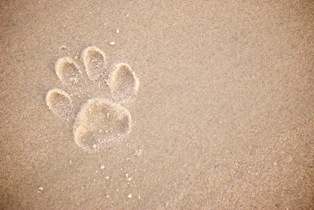 Dog paw print in the sand