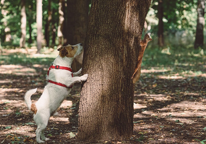Dog sniffing from wrong side of tree looking for squirrel