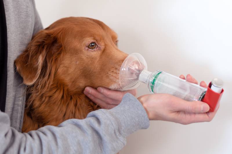 Dog treated with an asthma inhaler