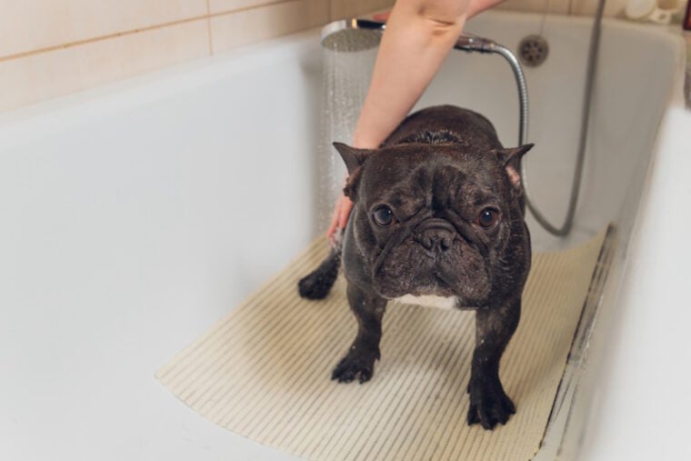 10 Best Shampoos for French Bulldogs 2024 Reviews & Top Picks Hepper