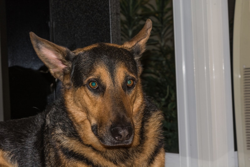 Why Do Dogs’ Eyes Glow? Canine Ocular Anatomy & Physiology Explained