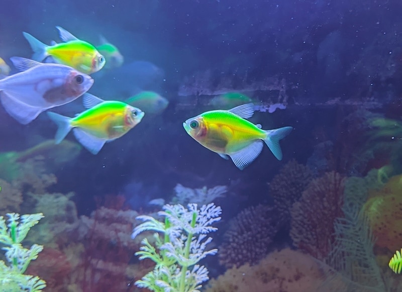 Glofish tetras in aquarium