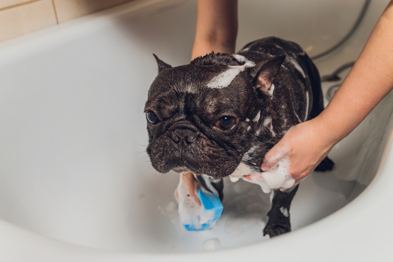 Groomer applying shampoo on Fench Bulldog