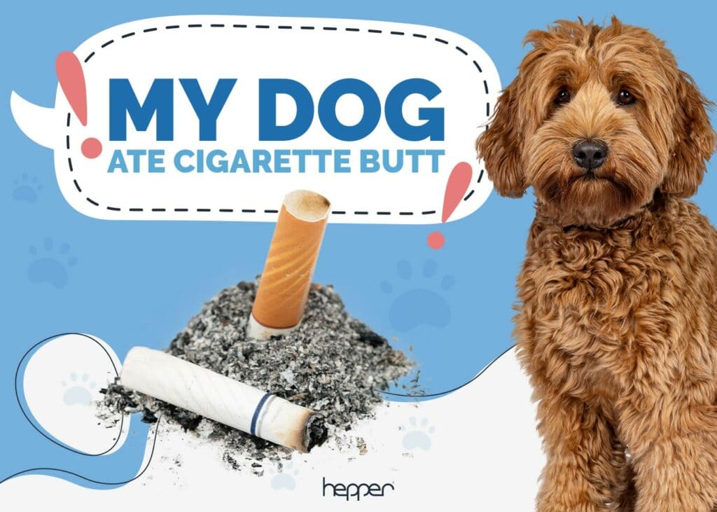 My Dog Ate a Cigarette Butt