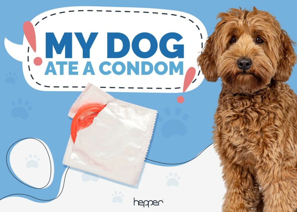 My Dog Ate a Condom