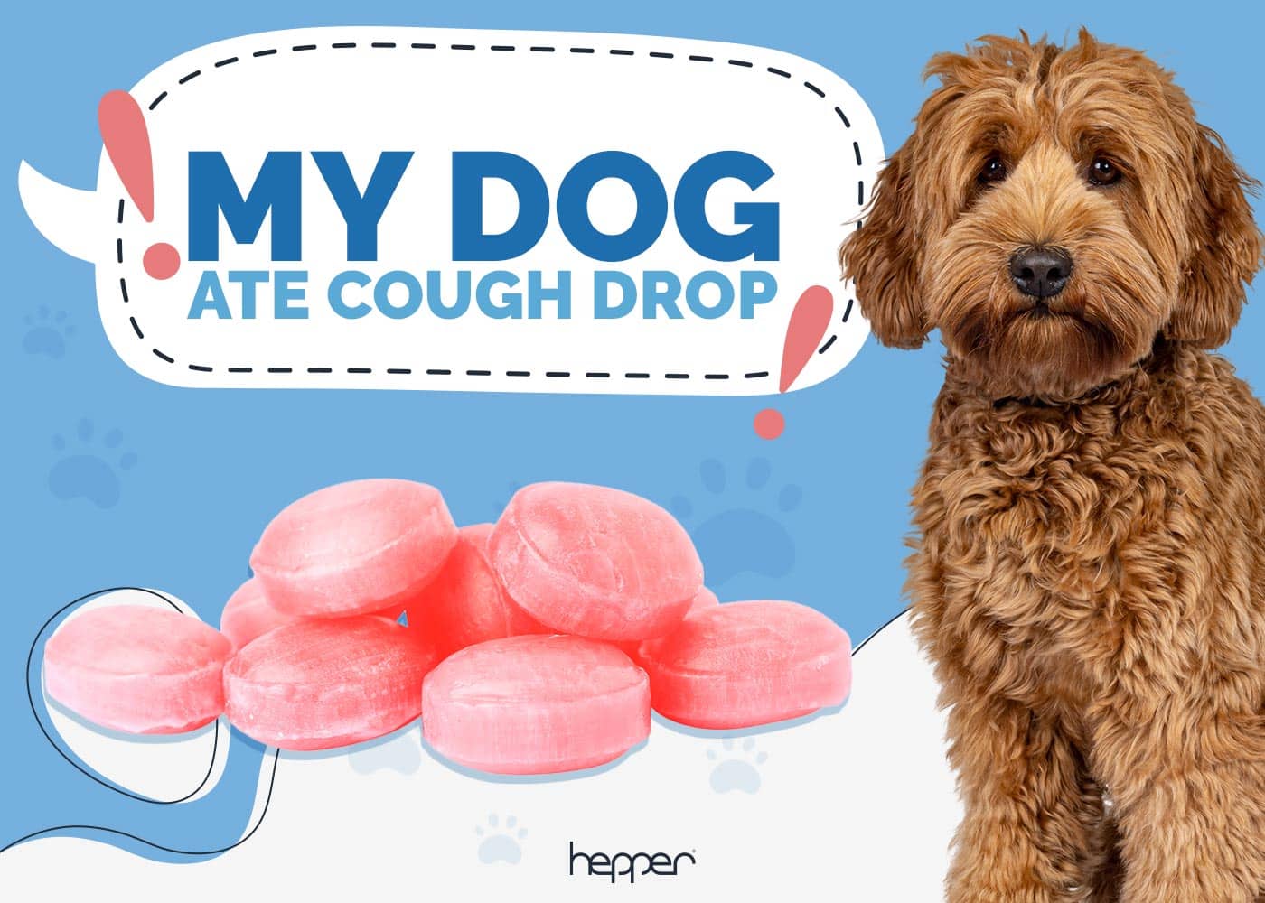 My Dog Ate a Cough Drop VetReviewed Facts & FAQ Hepper