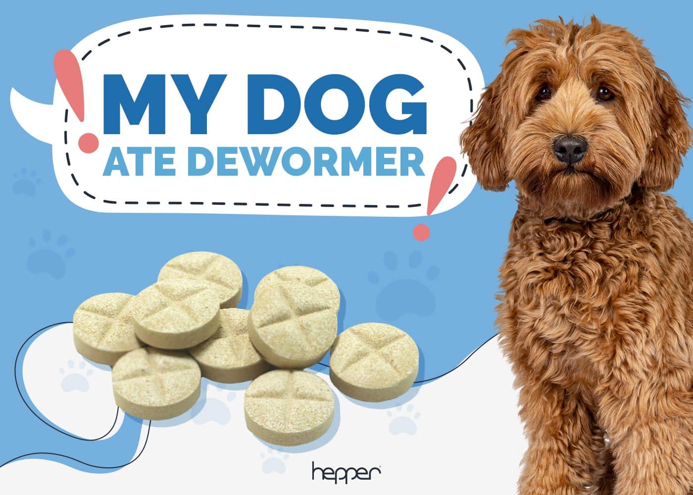 My Cat Ate Dog Dewormer
