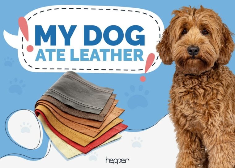 My Dog Ate Leather What Should I Do Next? (Vet Answer) Hepper