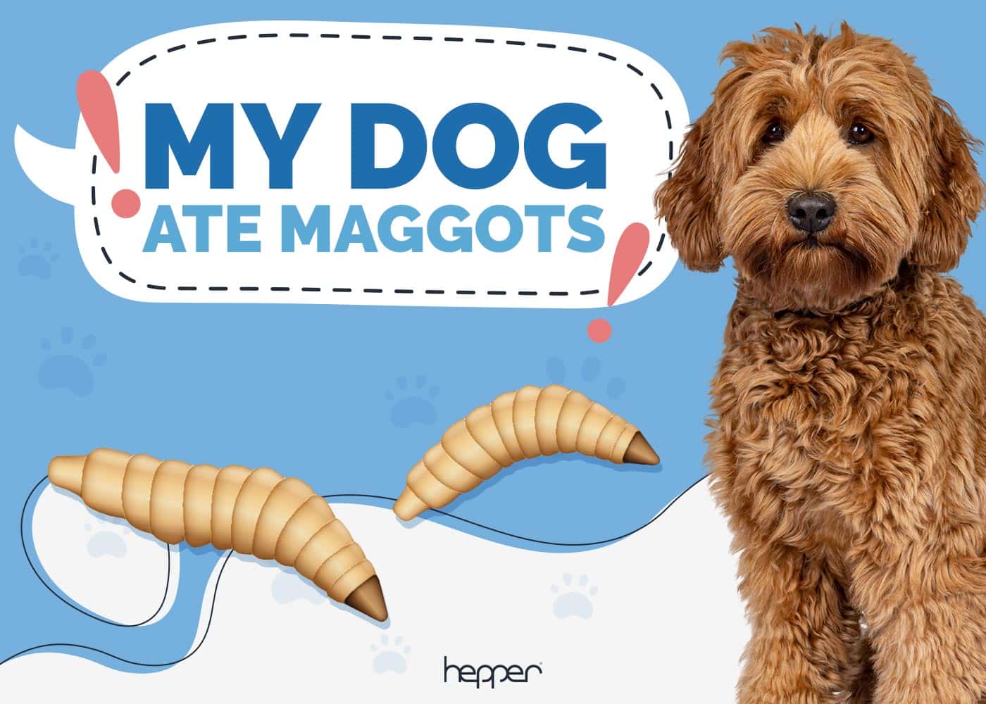 My Dog Ate Maggots Vet Approved Facts, Risks & What to Do Hepper