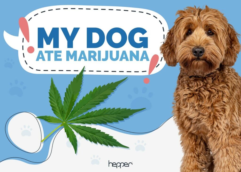My Dog Ate Marijuana Here’s What to Do (Vet Answer) Hepper