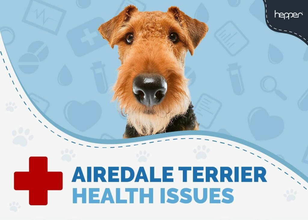 Airedale Terrier Health Issues