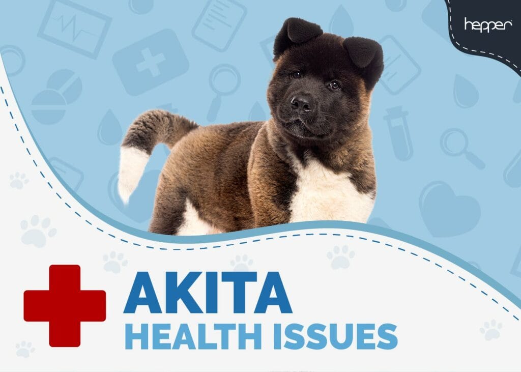Akita Health Issues
