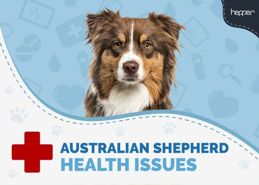 Australian Shepherd Health Issues