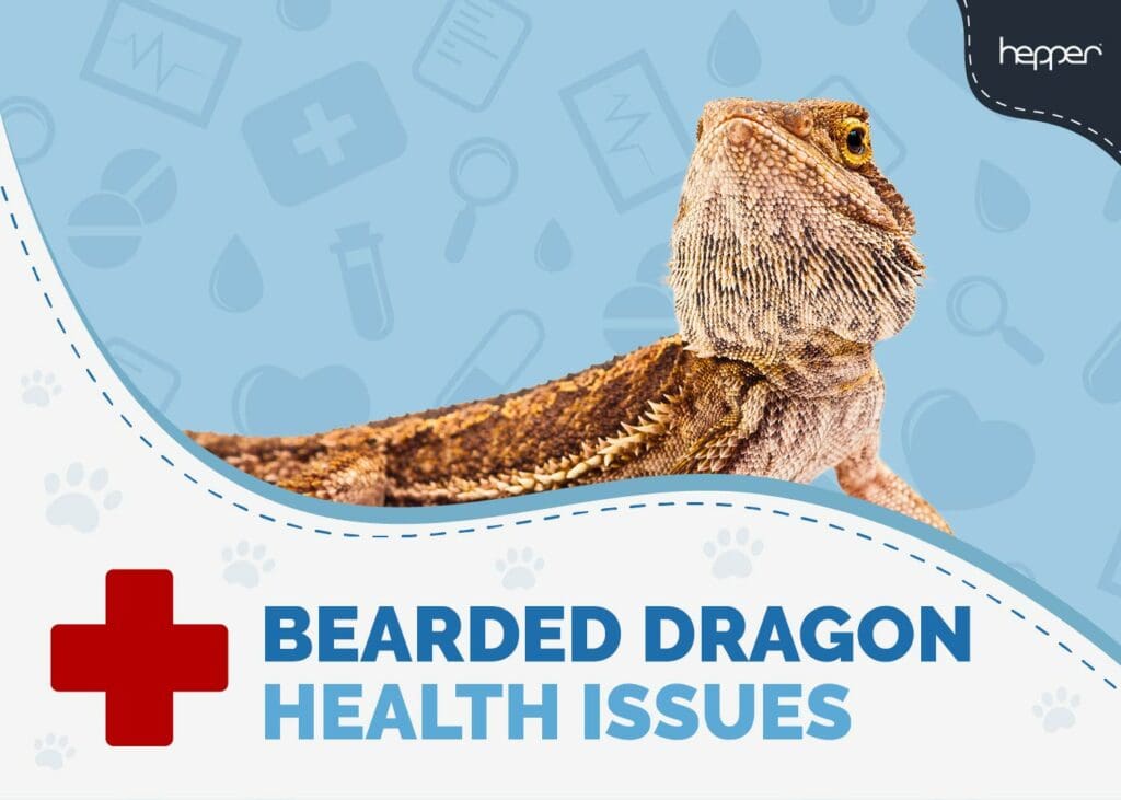Bearded Dragon Health Issues