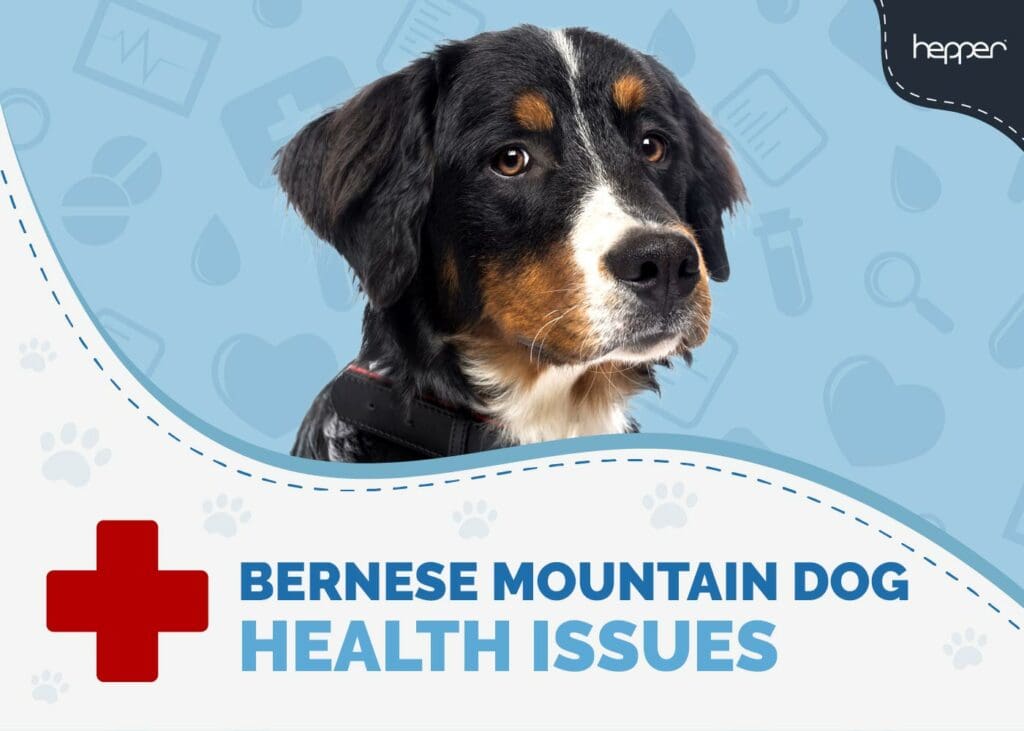 Bernese Mountain Dog Health Problems