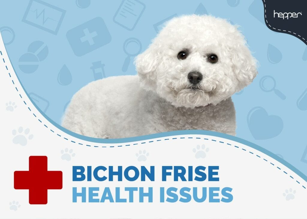 Bichon Frise Health Issues
