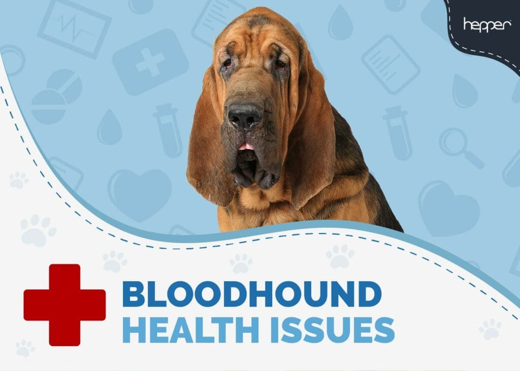 Bloodhound Health Issues