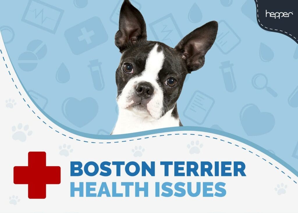 Boston Terrier Health Issues