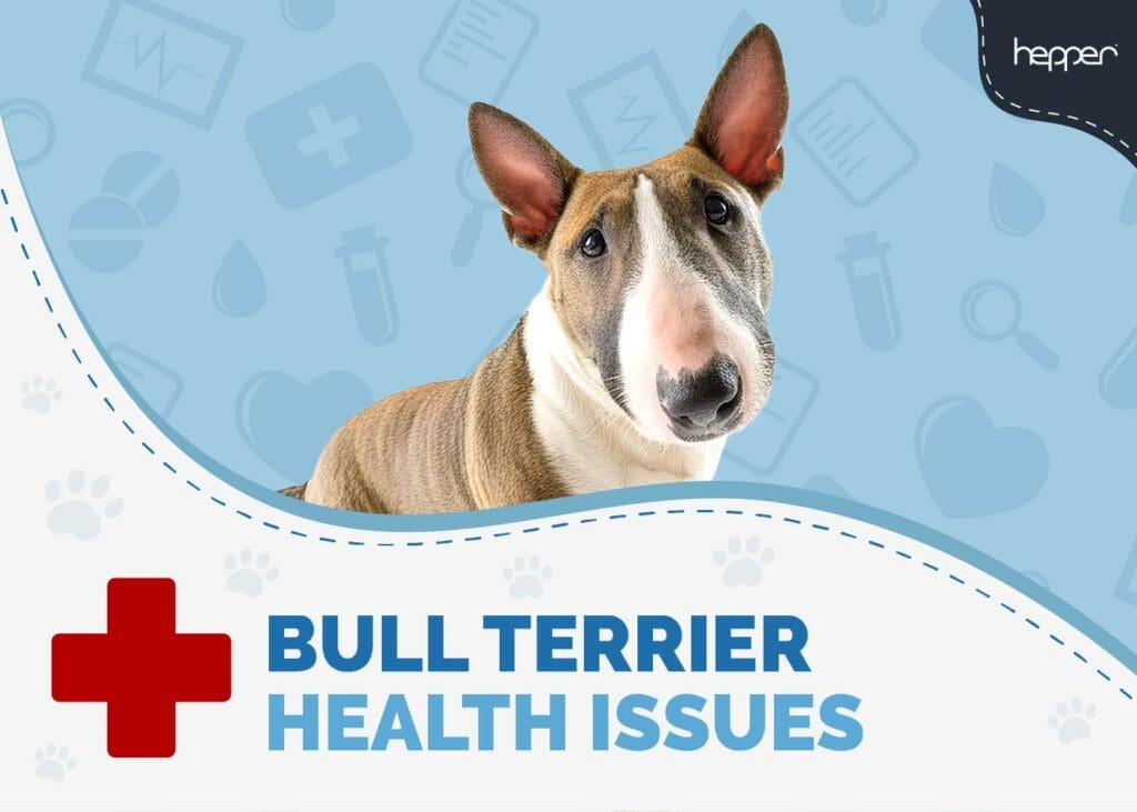 Bull Terrier Health Issues to Know