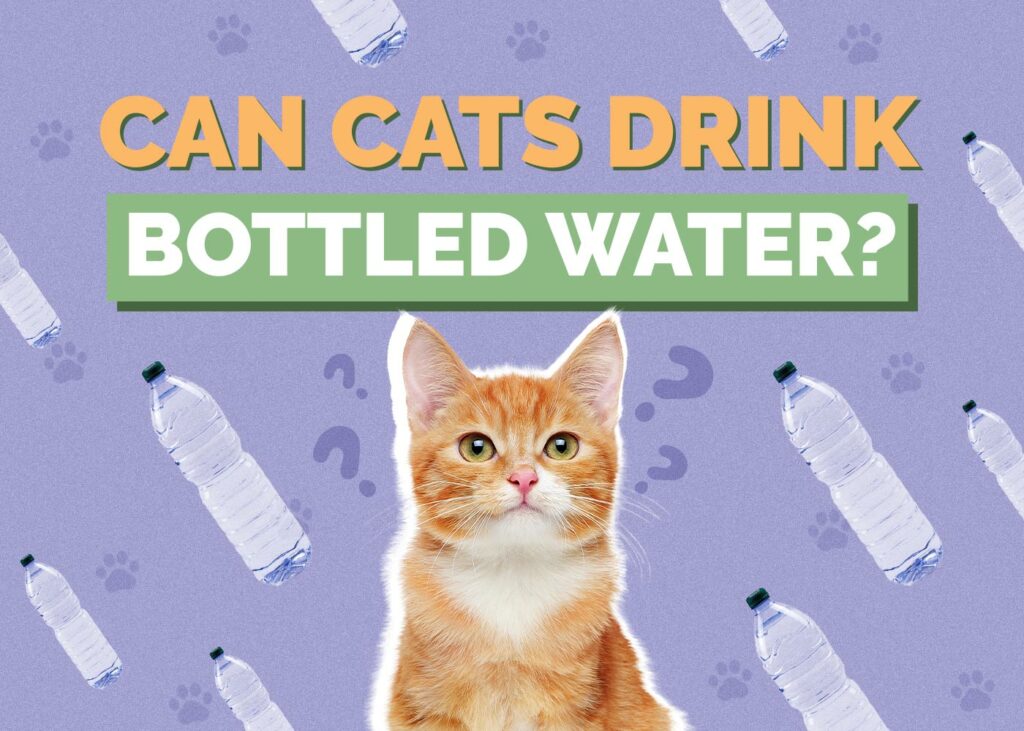 Can Cats Drink Bottled Water