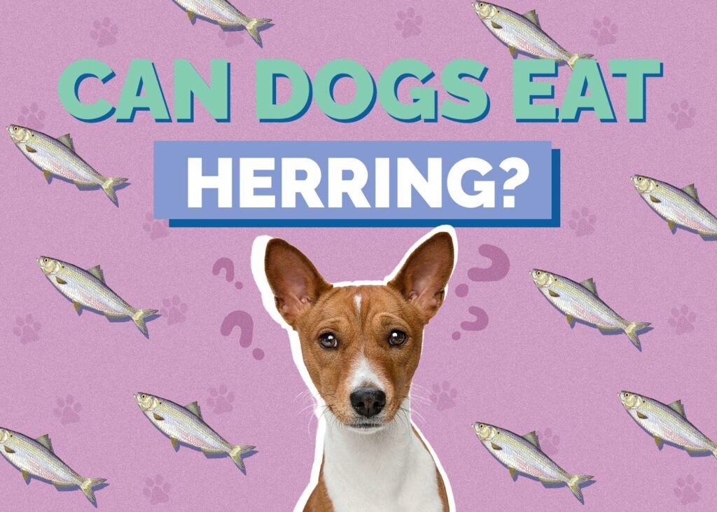 Can Dogs Eat Herring