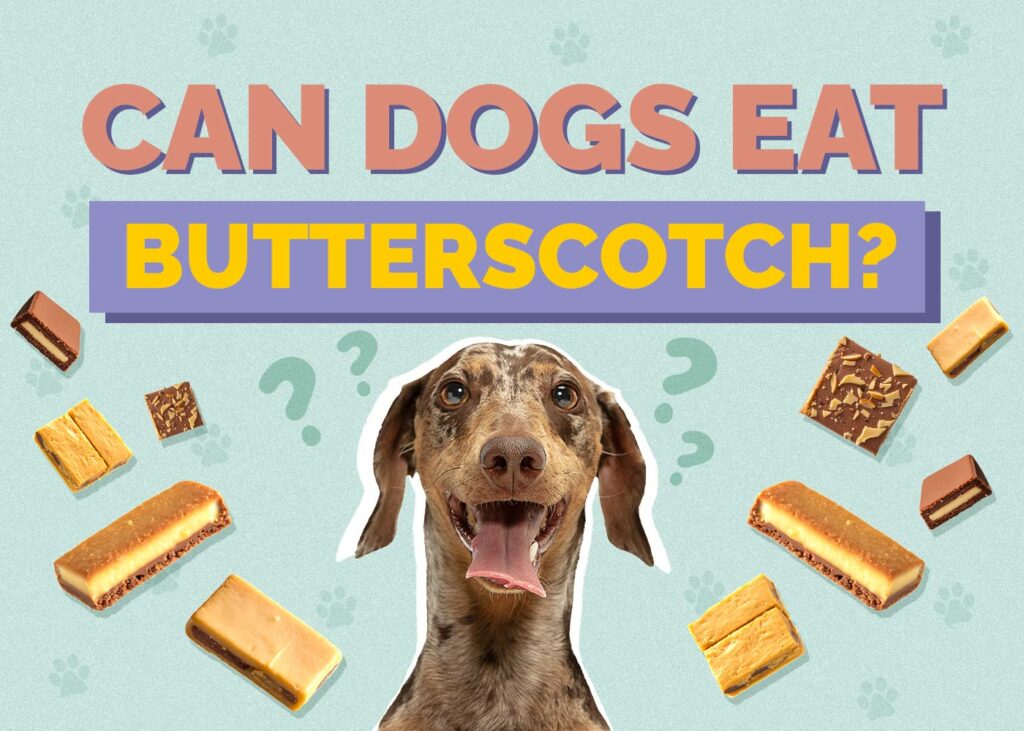 Can Dogs Eat Butterscotch
