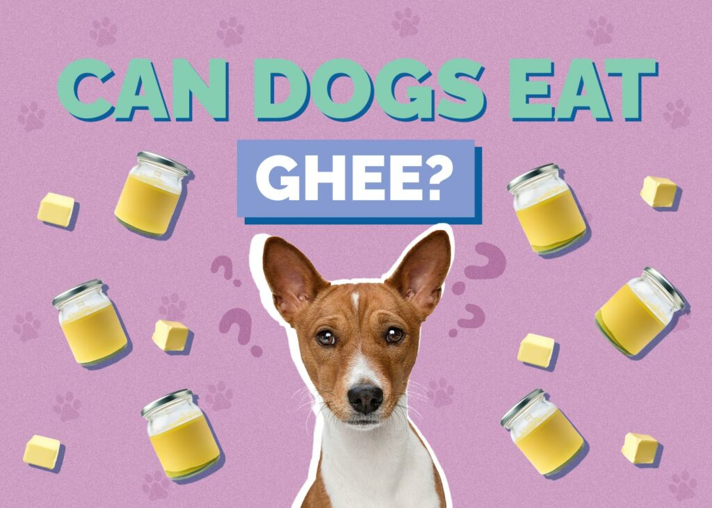 Can Dogs Eat Ghee? Health Concerns Explained (Vet Answer) Hepper