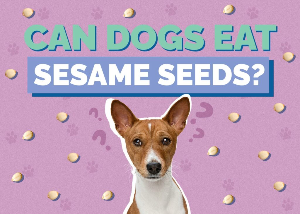 Can Dogs Eat Sesame Seeds