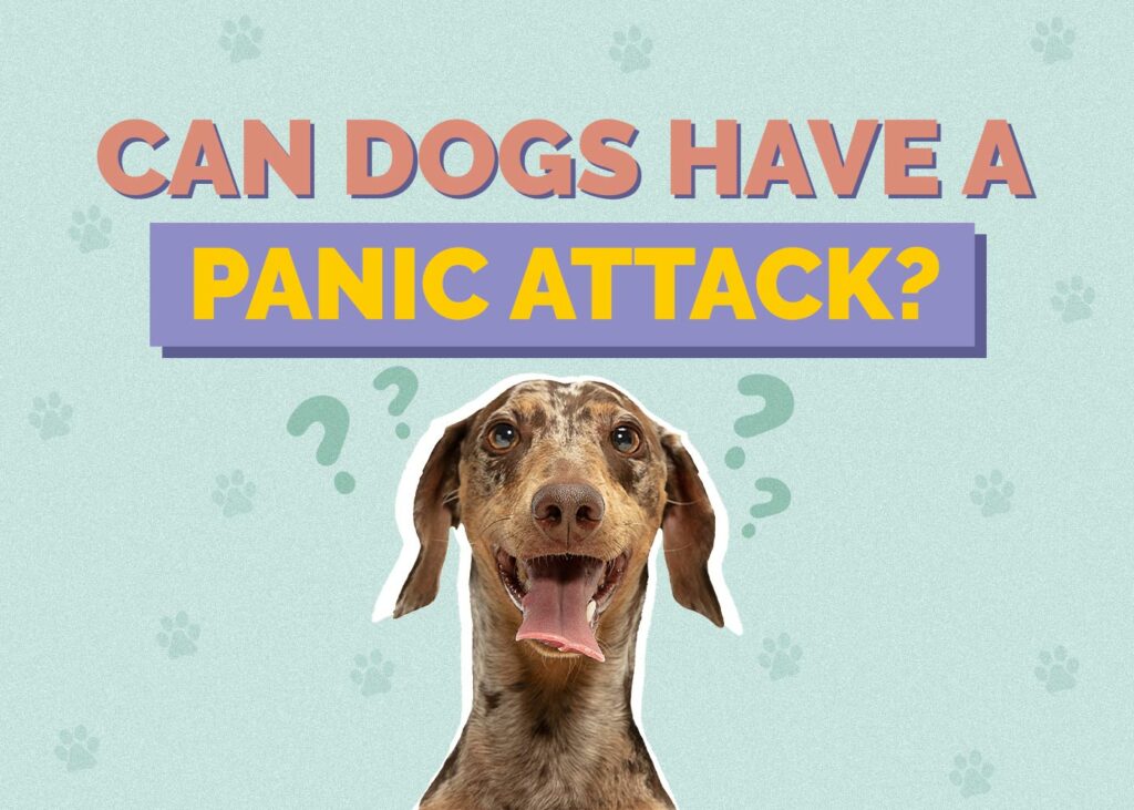 Can Dogs Have a Panic Attack