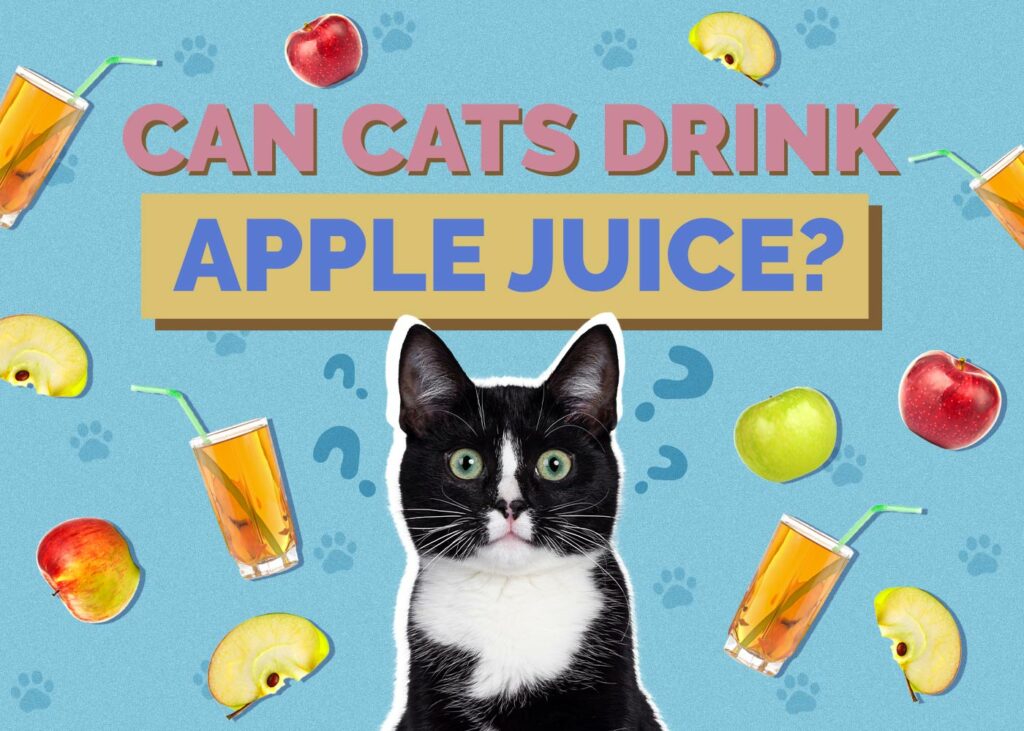 Can Cats Drink Apple Juice