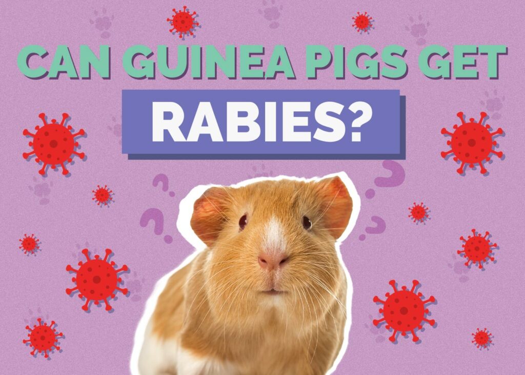Can Guinea Pigs Get Rabies