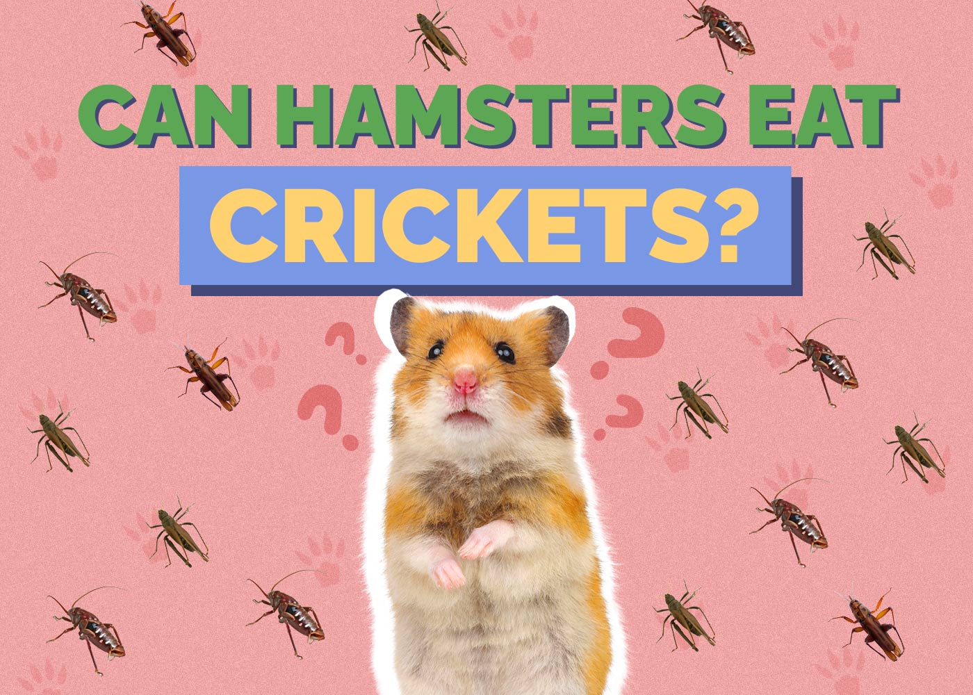 Can Hamsters Eat Crickets