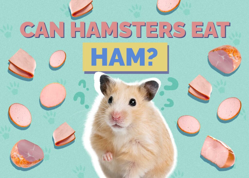 Can Hamsters Eat Ham