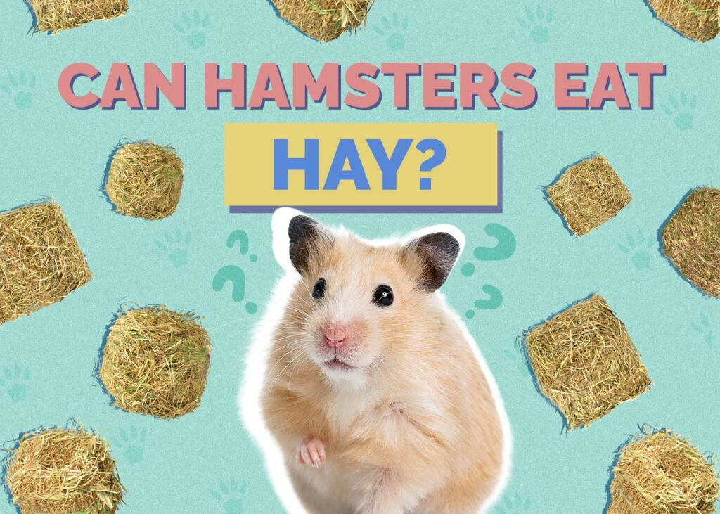 Can Hamsters Eat Hay