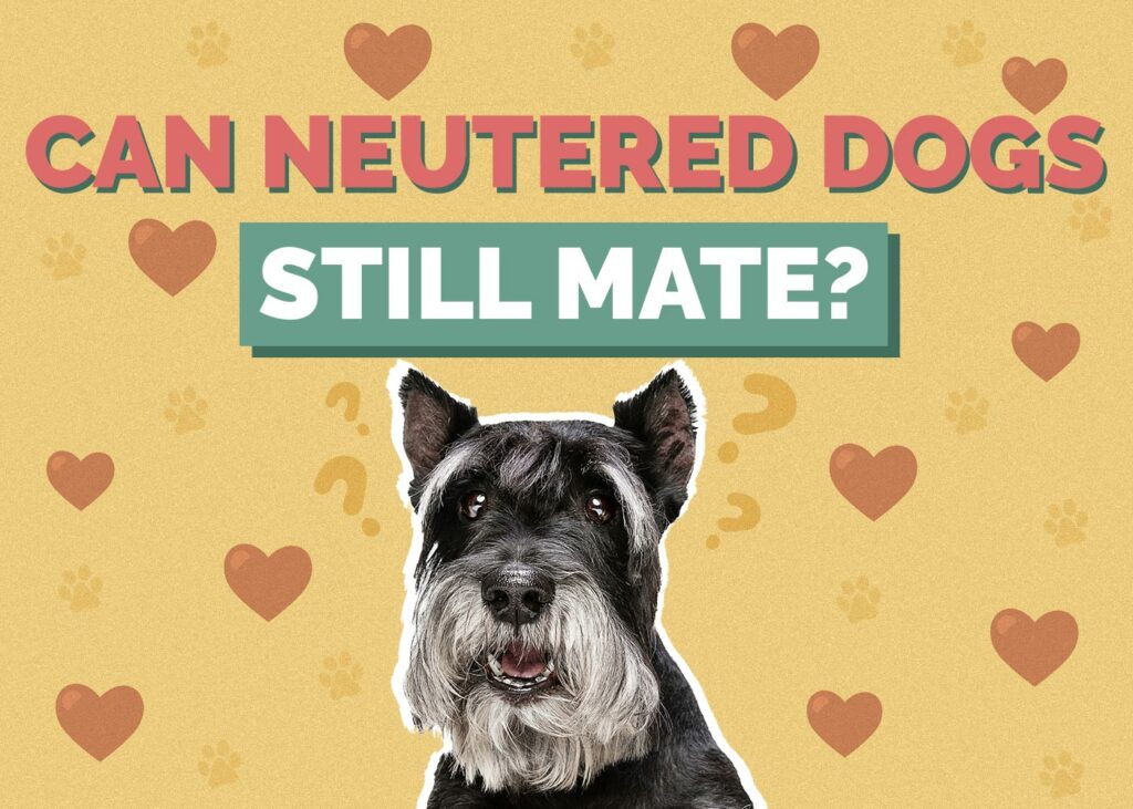 Can Neutered Dogs Still Mate