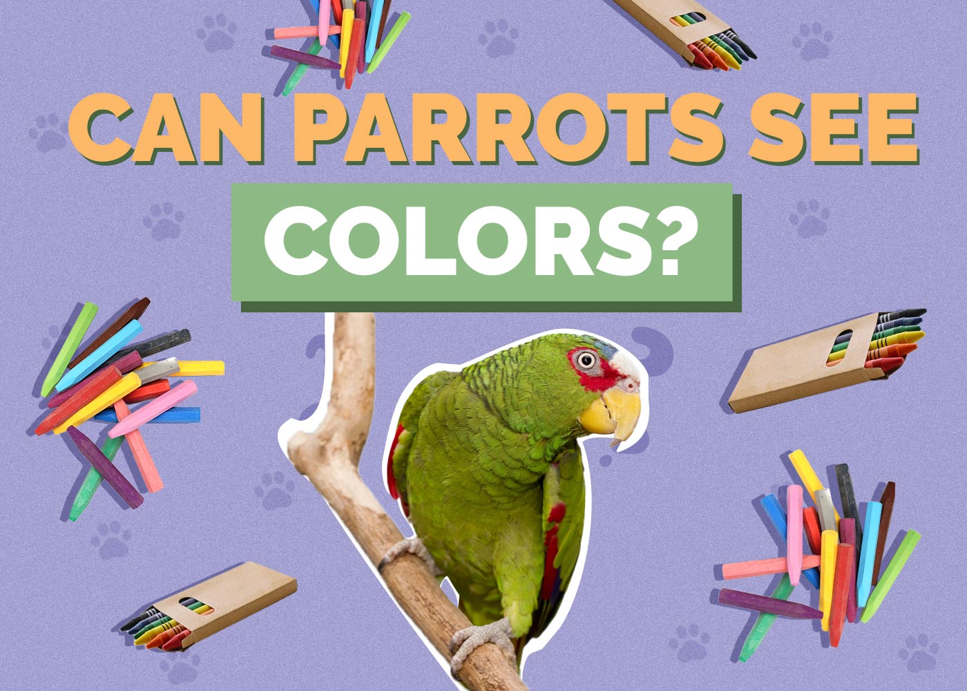 Can Parrots See Color? Vet Approved Facts & FAQ | Hepper