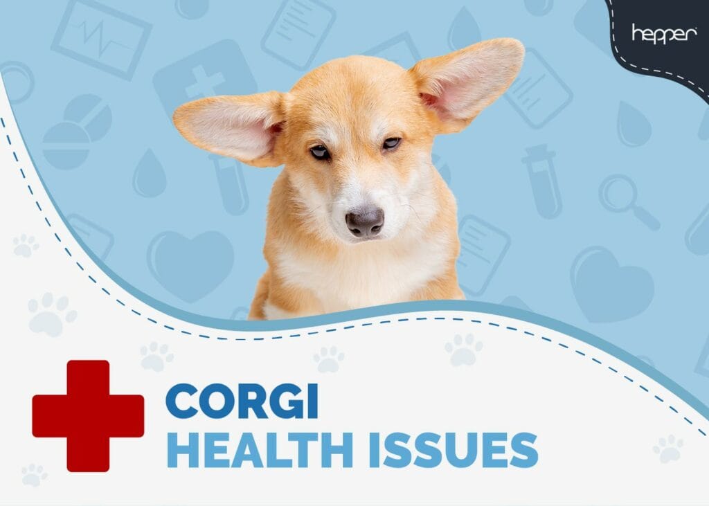 Corgi Health Problems
