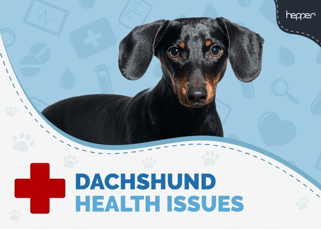 Dachshund Health Issues