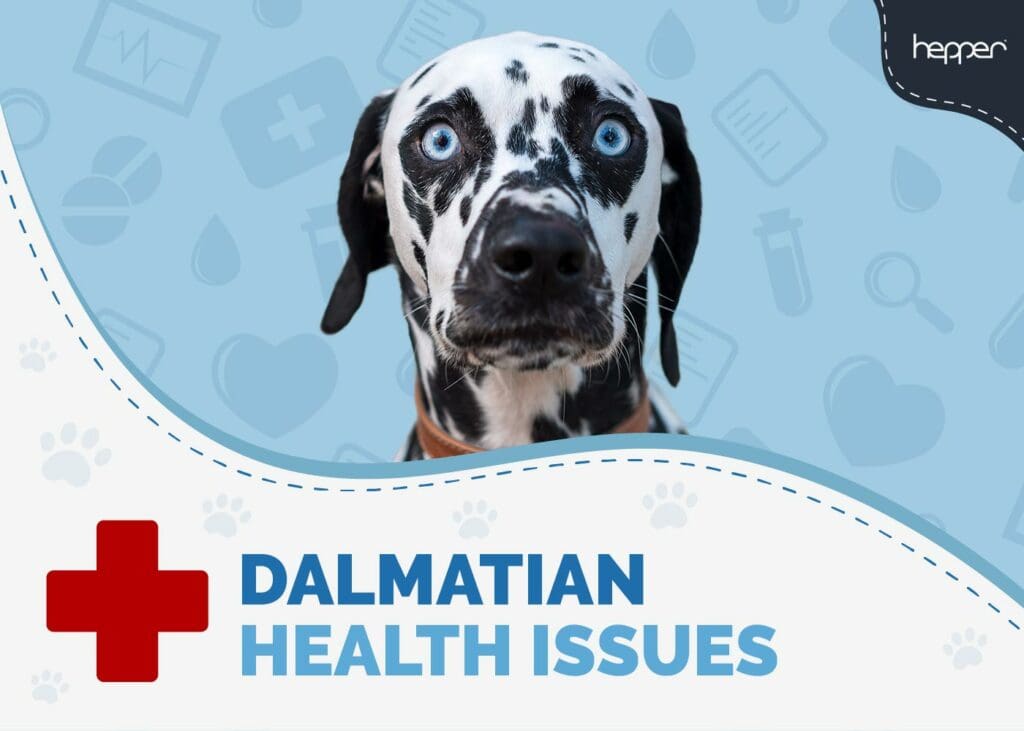 Dalmatian Health Issues to Watch Out For