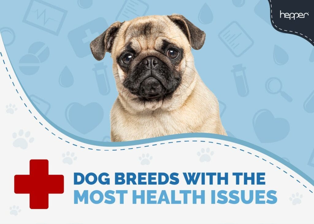 Unhealthiest Dog Breeds (With the Most Health Issues)
