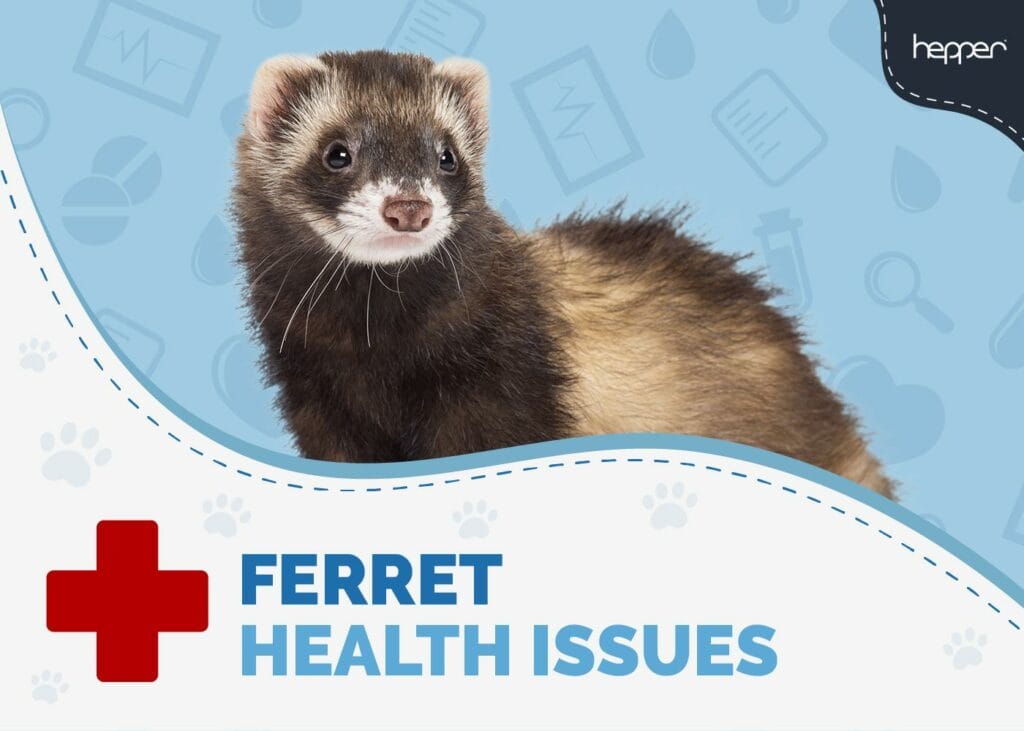 Ferret Health Problems to Watch For