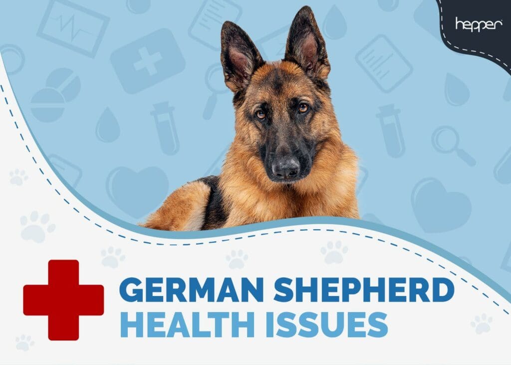 Common Health Problems for German Shepherds