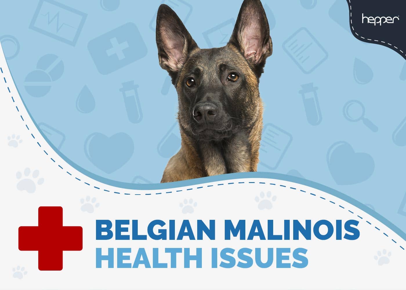 Belgian Malinois Health Issues
