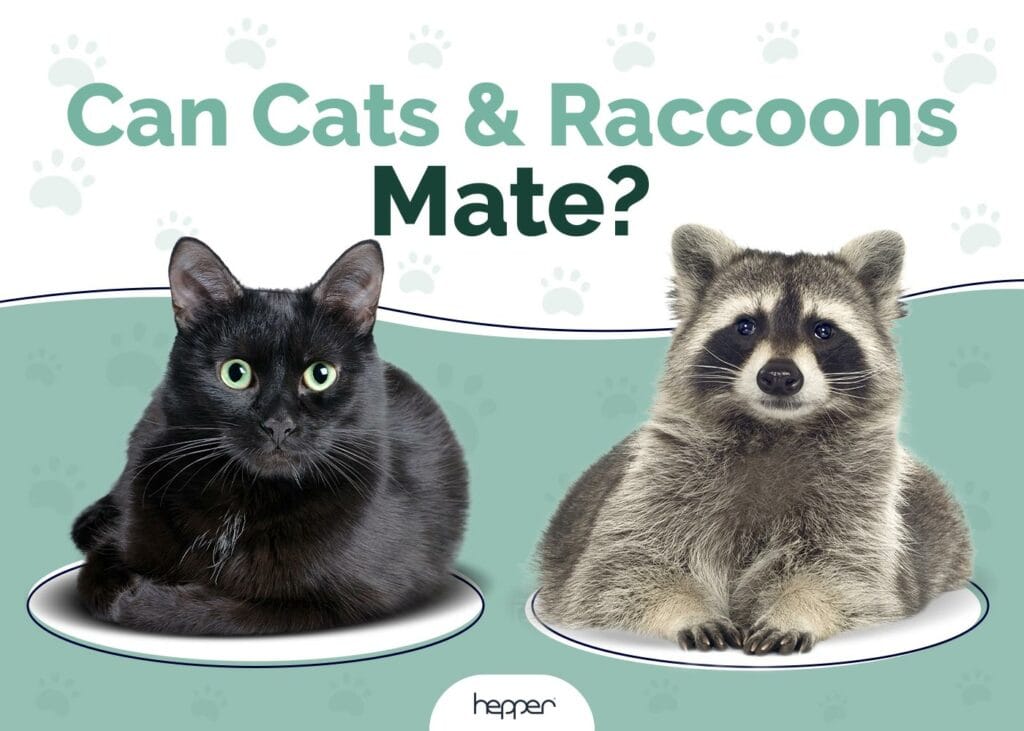 Can Cats and Raccoons Mate