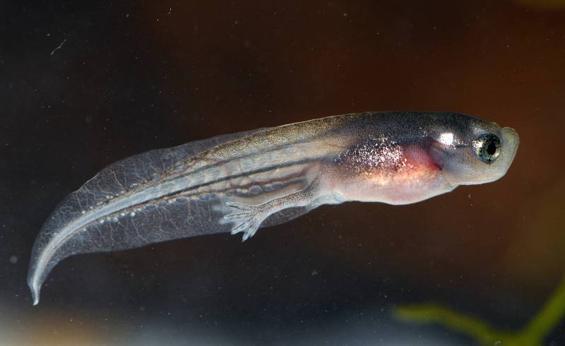 Hymenochirus boettgeri (african dwarf frog) tadpole