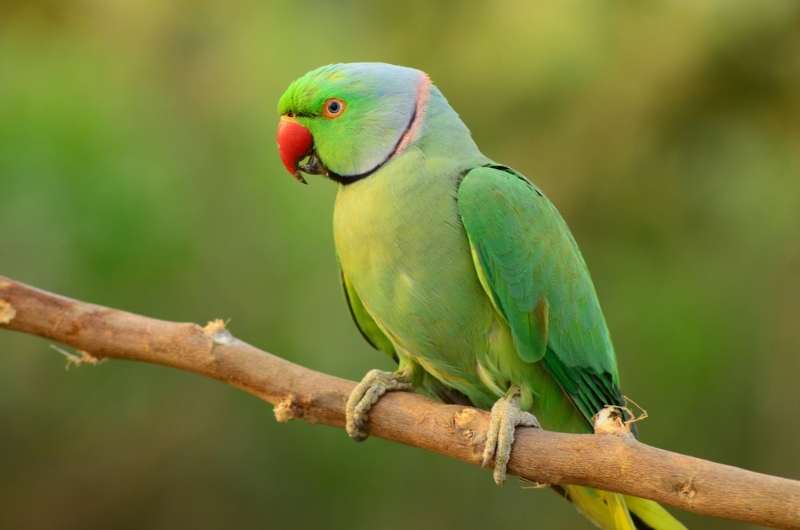 Indian ringneck parakeet bird perching on a tree branch