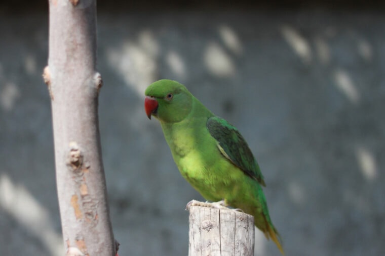 How Long Do Ringneck Parrots Live Average Lifespan, Data &