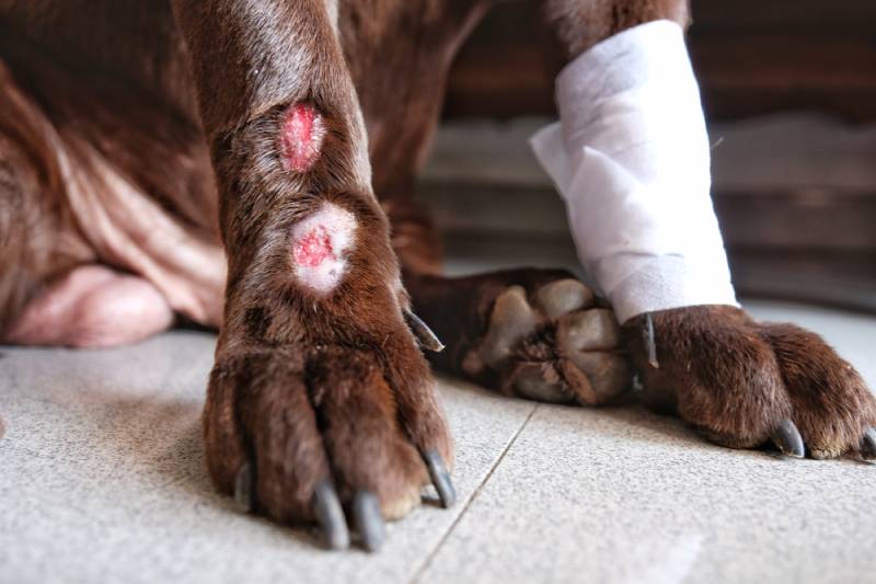 Lick Granuloma on Labrador Retriever's lower portion of one legs