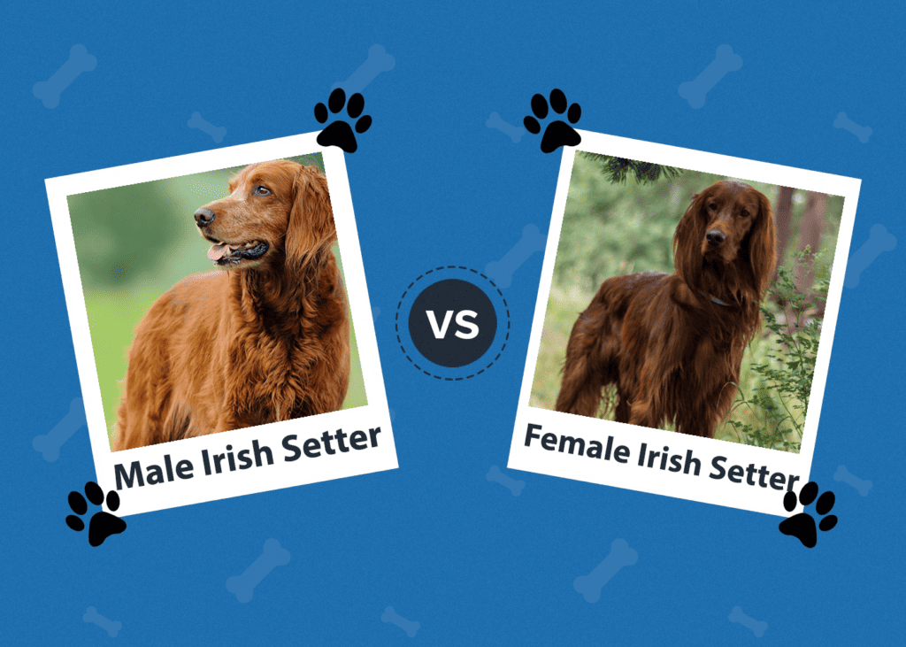 Male Female Irish Setter