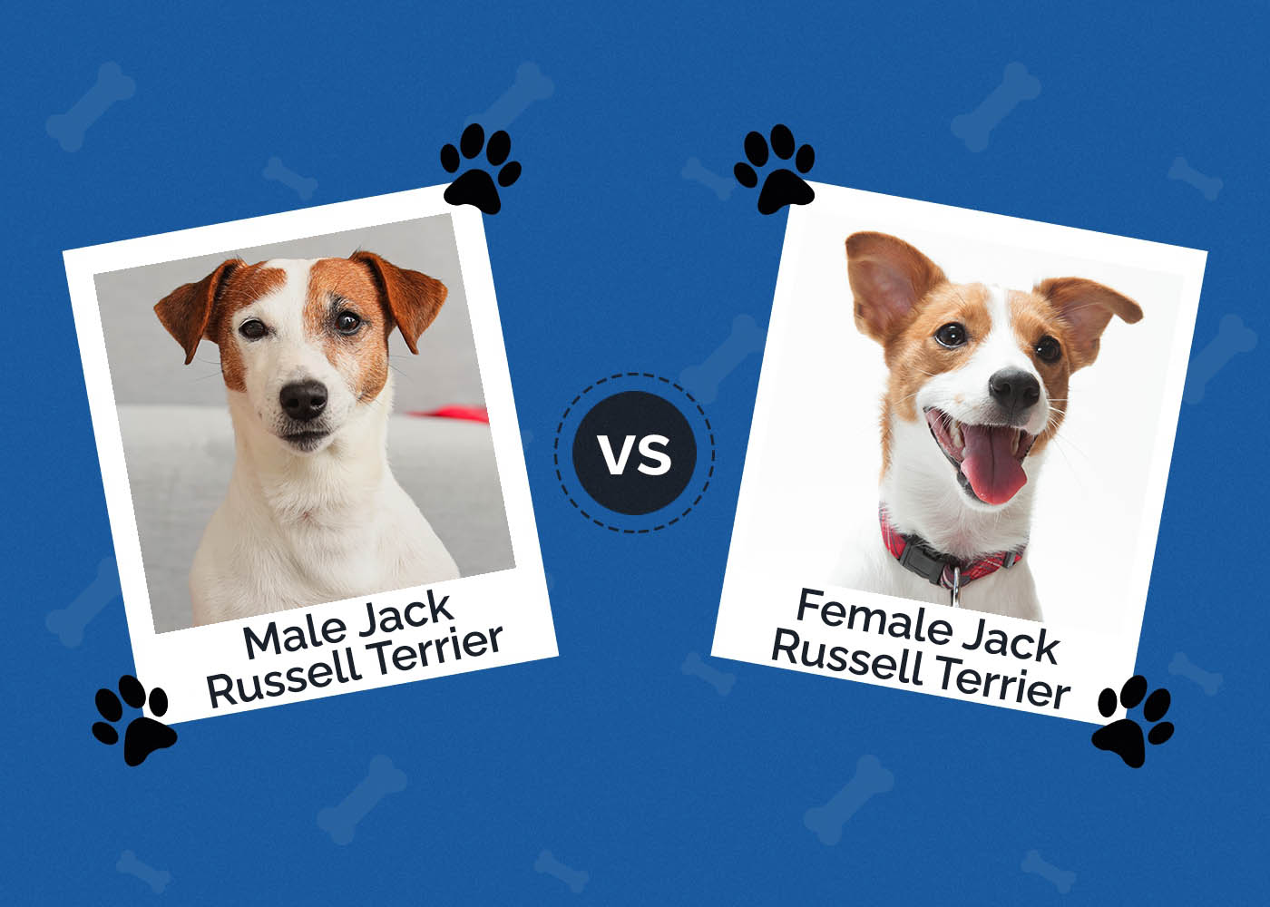 Male vs Female Jack Russell Terrier